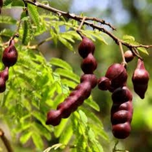 Acacia Concinna Shikakai (1 Kg) - Seeds